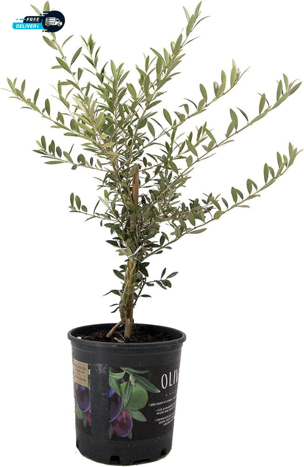 Arbequina Olive Tree – Live 6-Inch Pot Fruit Bearing Tree Cold Hardy Edible.